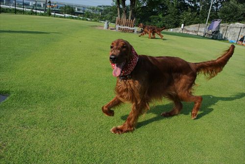 004DSC_0347_R.jpg