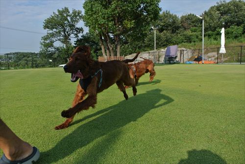 008DSC_0370_R.jpg