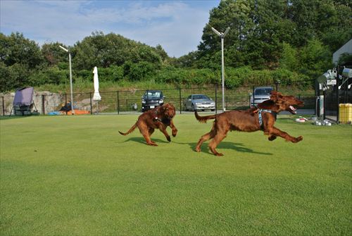 009DSC_0379_R.jpg