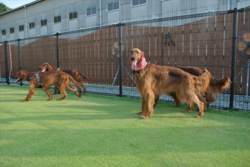010DSC_0433_R.jpg