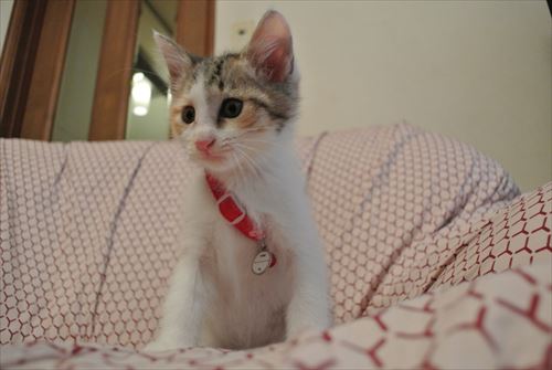 10DSC_0296_R.jpg