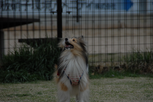 401DSC_0142.jpg