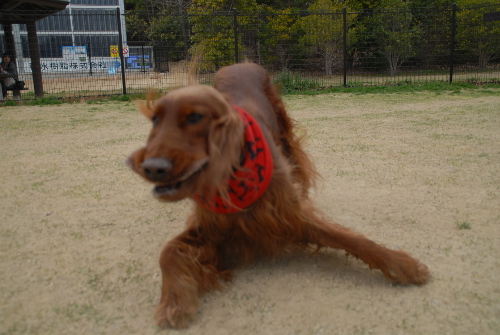 401DSC_0190.jpg