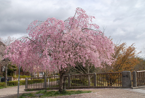 407DSC_0011.jpg