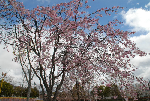 407DSC_0046.jpg