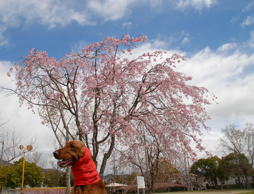 407DSC_0056.jpg
