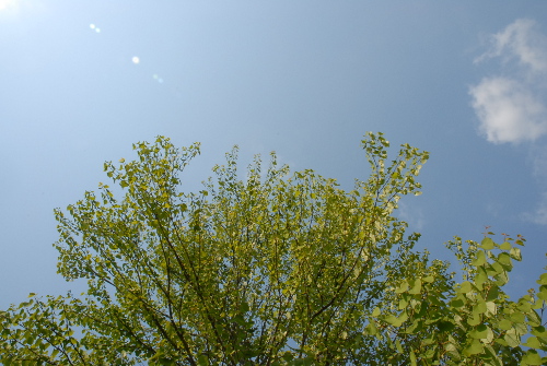 42703DSC_0122.jpg