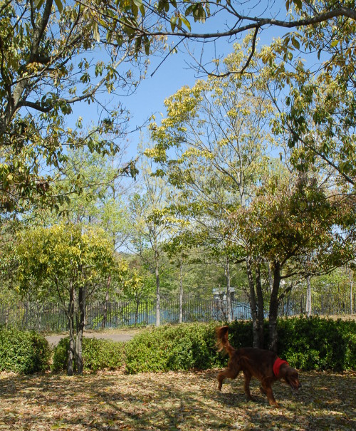 42806DSC_0264.jpg