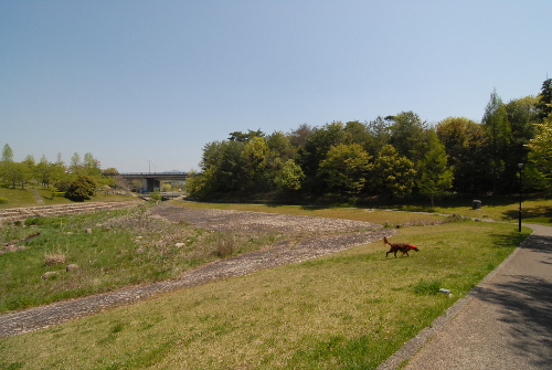 42907DSC_0116.jpg