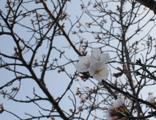 DSC_0016.jpg