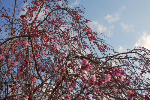 DSC_0026.jpg