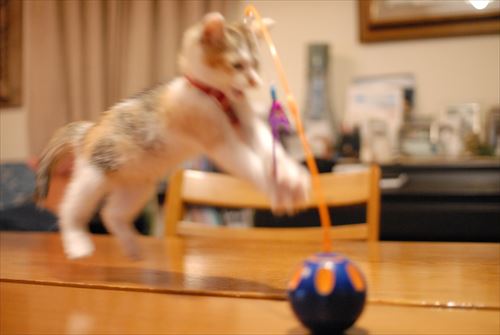 DSC_0796_R.jpg