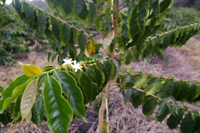 coffee flower