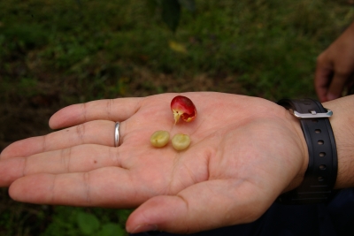 bean.jpg