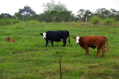 cow.jpg