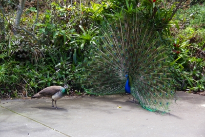 mating.jpg