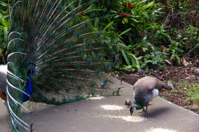 mating1.jpg