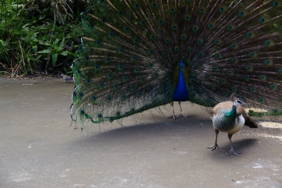 mating2.jpg