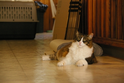 melia0406.jpg