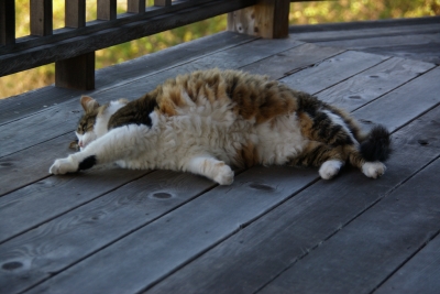 melia5310.jpg