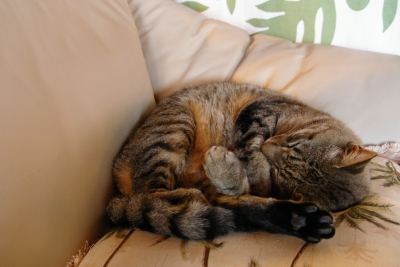 tora0408.jpg