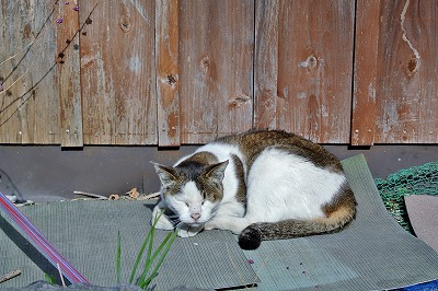 DSC_1017.jpg