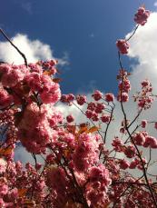 photo (3)