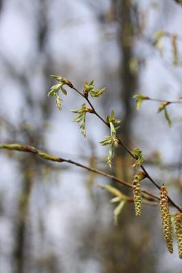 イヌシデ?130329狭山丘陵 (3)S済