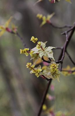 ウリカエデ雌花?130329狭山丘陵 (2)T済S済