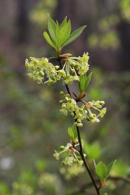 クロモジ雄花130329狭山丘陵 (4)S済