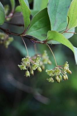 サルトリイバラ雄花130418滝山丘陵 (2)S済