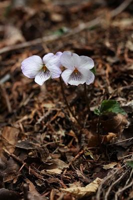 菫ナガバノアケボノスミレ130423三頭山 (4)S済