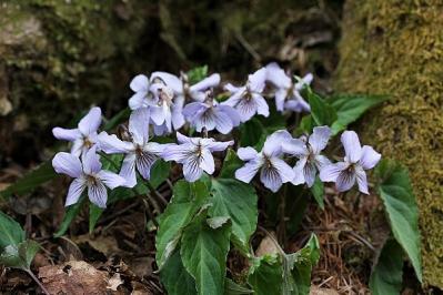 菫ナガバノスミレサイシン130423三頭山 (58)S済