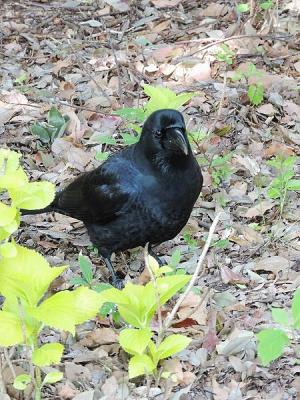 鳥カラス130427昭和記念公園 (12)S済