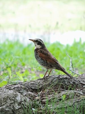 鳥ツグミ130427昭和記念公園 (2)S済