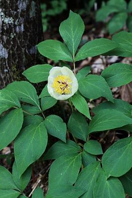 ヤマシャクヤク130517三頭山 (5)S済