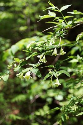 オオツクバネウツギ?130517三頭山 (10)S済