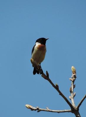 鳥ノビタキ?130603霧ヶ峰 (8)T済、S済