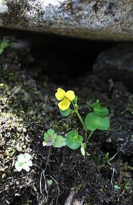 菫キバナノコマノツメ130603霧ヶ峰 (3)T済、S済