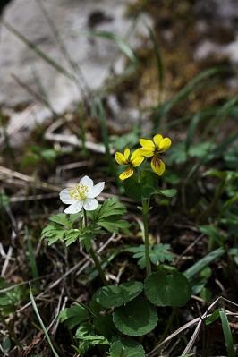 菫キバナノコマノツメ②130603霧ヶ峰 (4)S済