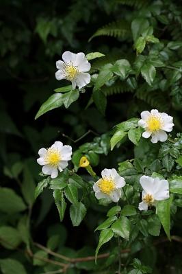 薔薇ヤマテリハノイバラ130606高尾山 (7)S済