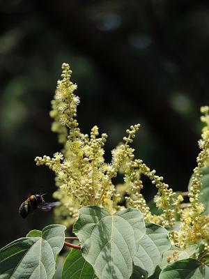 アカメガシワ雄花130609府中市浅間山 (5)S済