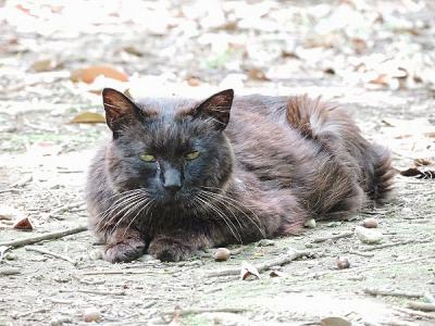 猫130708昭和記念公園 (7)S済
