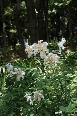 百合ヤマユリ130708昭和記念公園 (61)S済