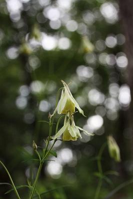 キバナノヤマオダマキ130718三頭山 (3)S済