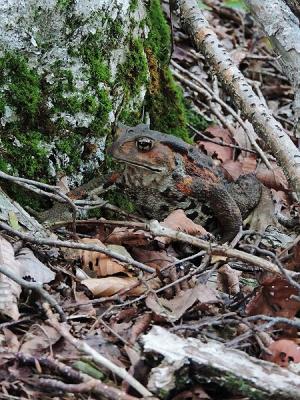 蛙アズマヒキガエル?130718三頭山 (2)S済