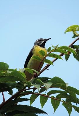 鳥キセキレイ130718三頭山 (9)T済、S済