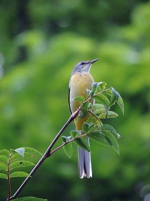 鳥キセキレイ130718三頭山 (25)S済