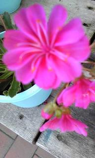 お花