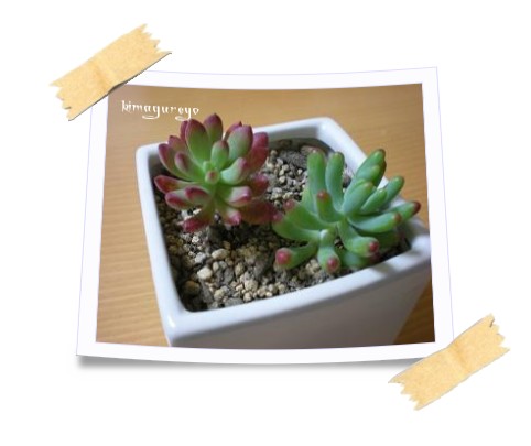寄せ植え